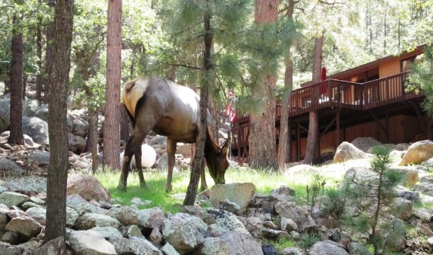 An elk grazing in a forest near a cabin, surrounded by rocks and trees